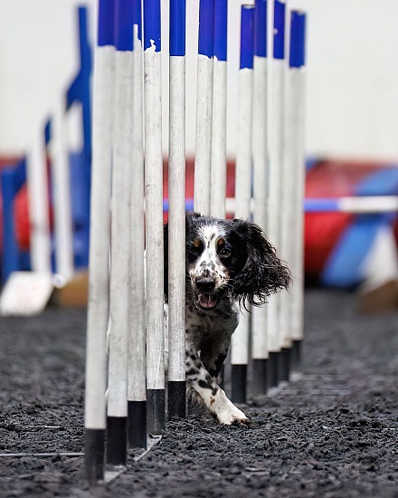 Packington Dog Agility