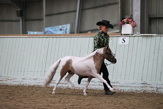 Miniature Horse - The National Championship of Great Britain - 15th - 16th August 2026 
