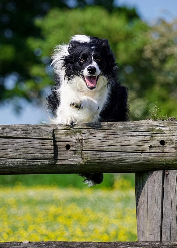 539761313_811509144571243_8574478190044978827_n Firefly Upscaler 2x scale.jpg